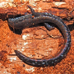 Batrachoseps wrighti