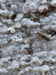 Orchesella villosa