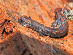 Batrachoseps wrighti