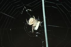 Pararaneus