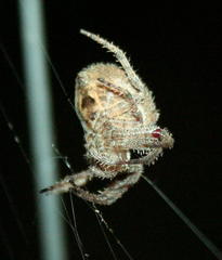 Pararaneus