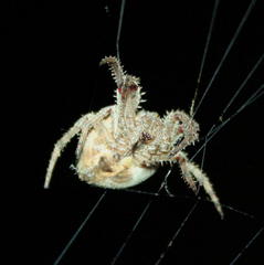 Pararaneus