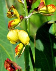 Argyrolobium robustum