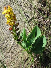 Argyrolobium robustum