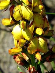 Argyrolobium robustum