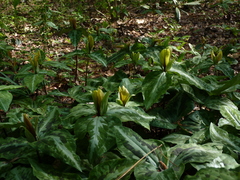 Trillium decipiens