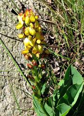 Argyrolobium robustum