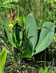 Argyrolobium robustum