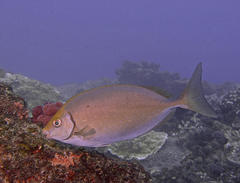 Siganus sutor