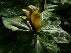 Trillium decipiens