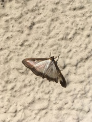 Cydalima perspectalis
