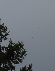 Ptyonoprogne rupestris