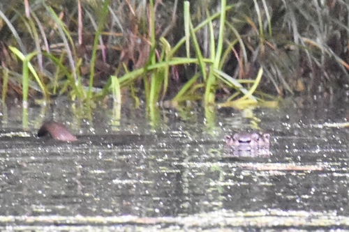 North American River Otter photographed in New York