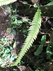Blechnum fragile