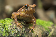 Ingerophrynus divergens