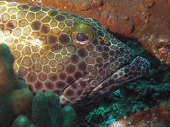 Epinephelus macrospilos
