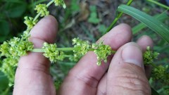 Rumex obovatus