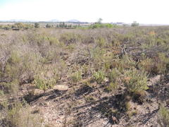 Leucadendron verticillatum