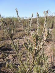 Leucadendron verticillatum
