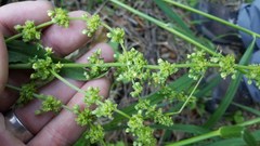 Rumex obovatus