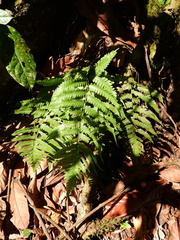 Diplazium cristatum