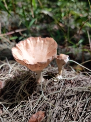 Cymatoderma caperatum