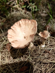 Cymatoderma caperatum