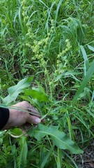 Rumex obovatus