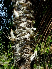 Catasetinae