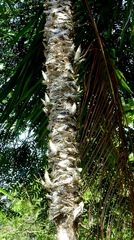 Catasetinae