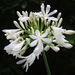 Agapanthus - Photo (c) Alberto Colatore, some rights reserved (CC BY-NC), uploaded by Alberto Colatore
