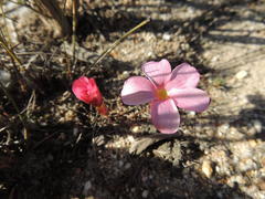 Oxalis eckloniana