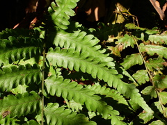 Diplazium cristatum