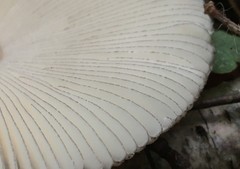 Amanita umbrinolutea