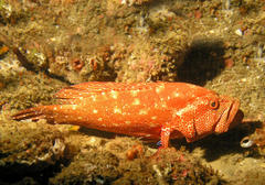 Cephalopholis sonnerati