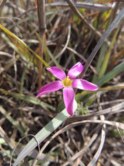 Oxalis hirta hirta