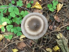 Amanita umbrinolutea