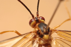 Stauropoctonus bombycivorus