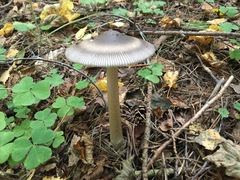 Amanita umbrinolutea