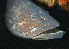 Epinephelus