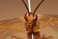 Stauropoctonus bombycivorus