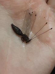 Ululodes macleayanus