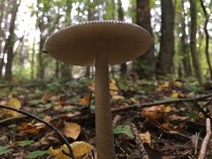 Amanita umbrinolutea