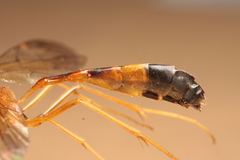 Stauropoctonus bombycivorus