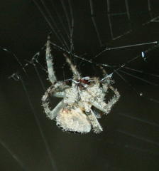 Pararaneus