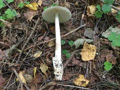 Amanita umbrinolutea
