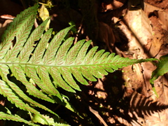 Diplazium cristatum