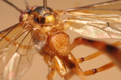 Stauropoctonus bombycivorus
