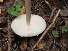 Amanita umbrinolutea