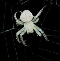Pararaneus